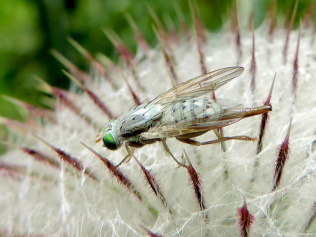 vrtivka / vrtule Terellia serratulae Linnaeus, 1758