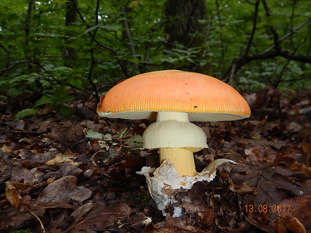 muchotrávka cisárska Amanita caesarea (Scop.) Pers.