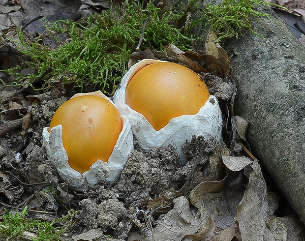 muchotrávka cisárska Amanita caesarea (Scop.) Pers.