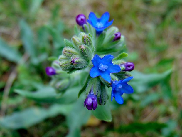 smohla lekárska Anchusa officinalis L.