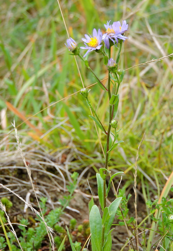 astra spišská Aster amelloides Besser