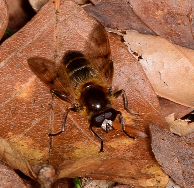 pestrica Brachypalpus laphriformis (Fallén, 1816)