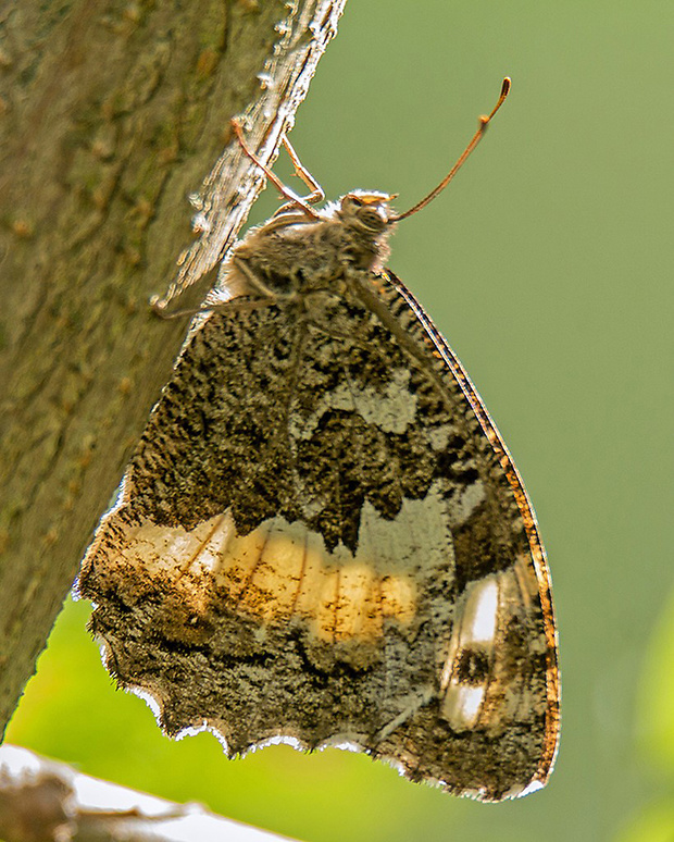 očkáň stoklasový  Brintesia circe