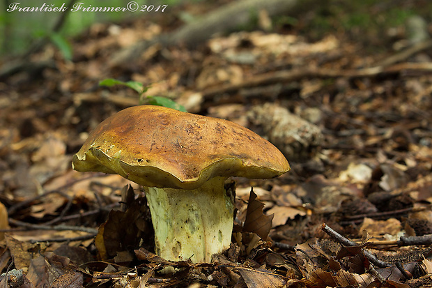 hríb príveskatý Butyriboletus appendiculatus (Schaeff. ex Fr.) Secr.