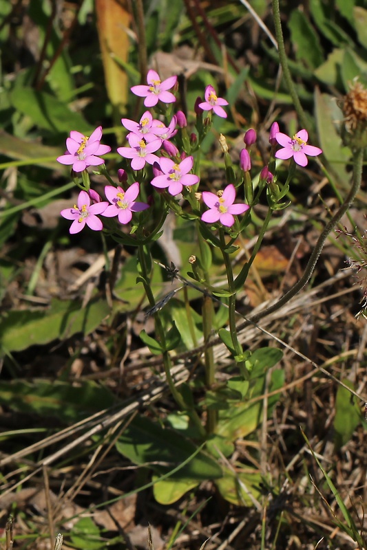 zemežlč menšia Centaurium erythraea Rafn