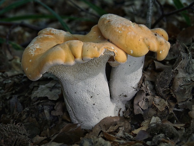 jelenka poprehýbaná Hydnum repandum L.