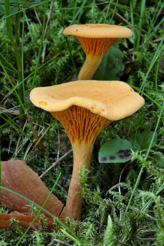 líška oranžová Hygrophoropsis aurantiaca (Wulfen) Maire