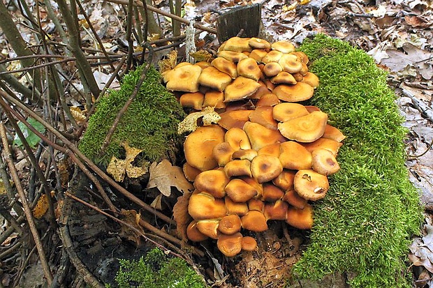 šupinačka menlivá Kuehneromyces mutabilis (Schaeff.) Singer & A.H. Sm.