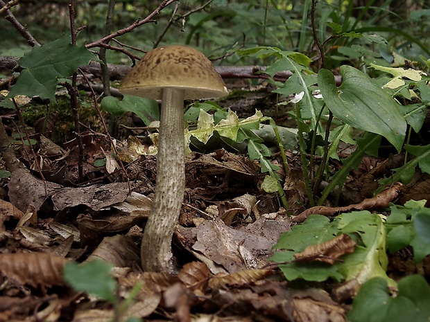 kozák hrabový Leccinum pseudoscabrum (Kallenb.) Šutara