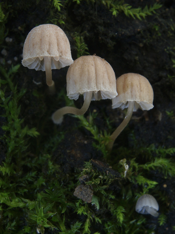 prilbička pomúčená Mycena meliigena (Berk. & Cooke) Sacc.