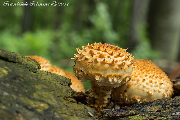 šupinovka šupinatá Pholiota squarrosa (Vahl) P. Kumm.