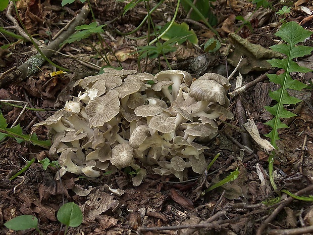 trúdnik klobúčkatý Polyporus umbellatus (Pers.) Fr.