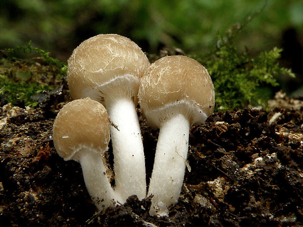 drobuľka vodomilná Psathyrella piluliformis (Bull.) P.D. Orton