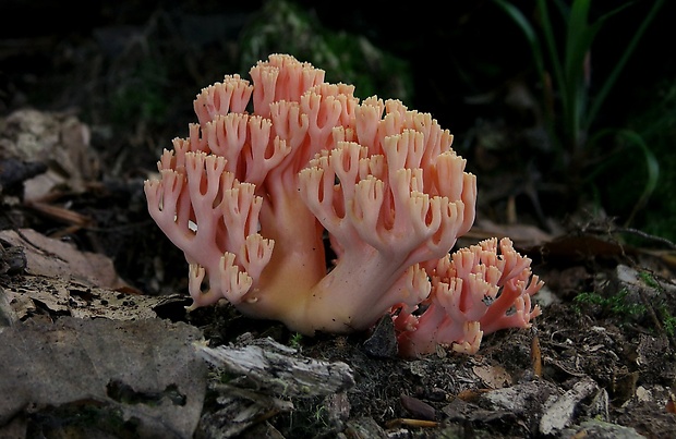 strapačka lososovoružová Ramaria subbotrytis (Coker) Corner