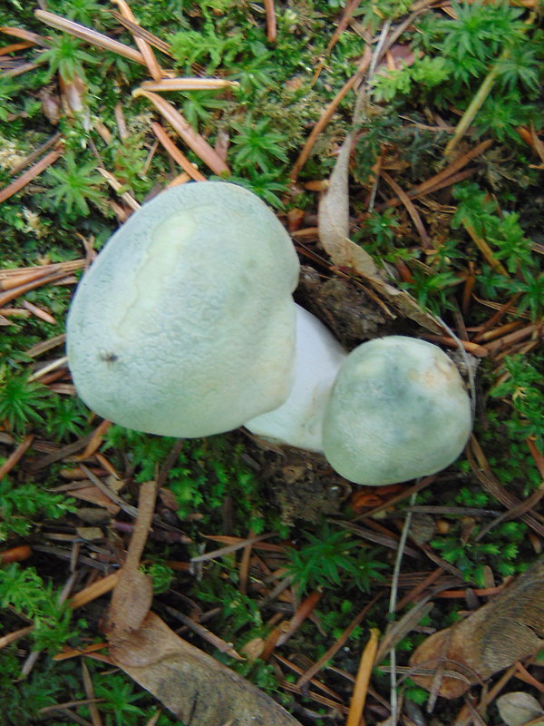 plávka zelenkastá Russula virescens (Schaeff.) Fr.