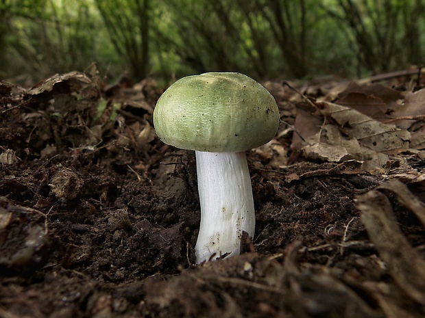 plávka zelenkastá Russula virescens (Schaeff.) Fr.