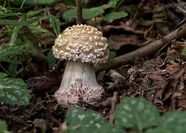 muchotrávka červenkastá Amanita rubescens Pers.