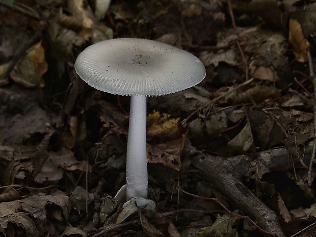 muchotrávka pošvatá Amanita vaginata (Bull.) Lam.