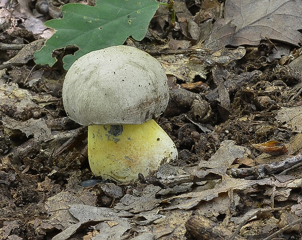 hríb striebristý Butyriboletus fechtneri (Velen.) D. Arora & J.L. Frank