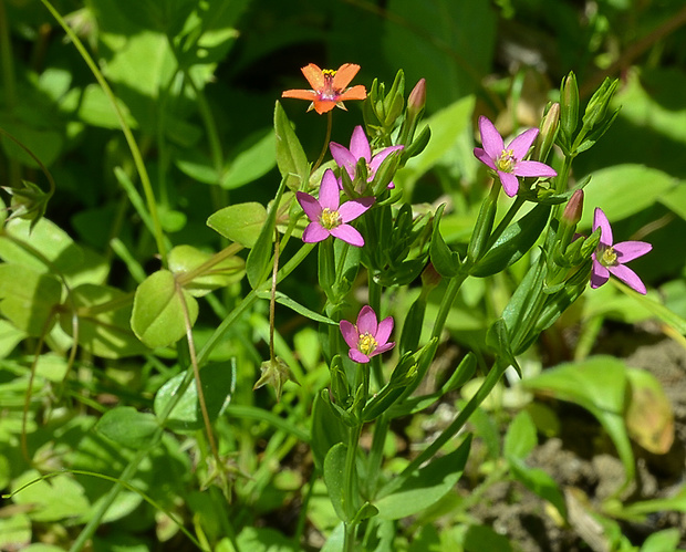 zemežlč spanilá Centaurium pulchellum (Sw.) Druce