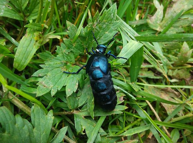 májka fialova Meloe violaceus