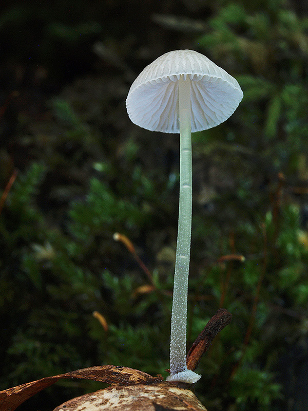 prilbička diskovitá Mycena stylobates (Pers.) P. Kumm.