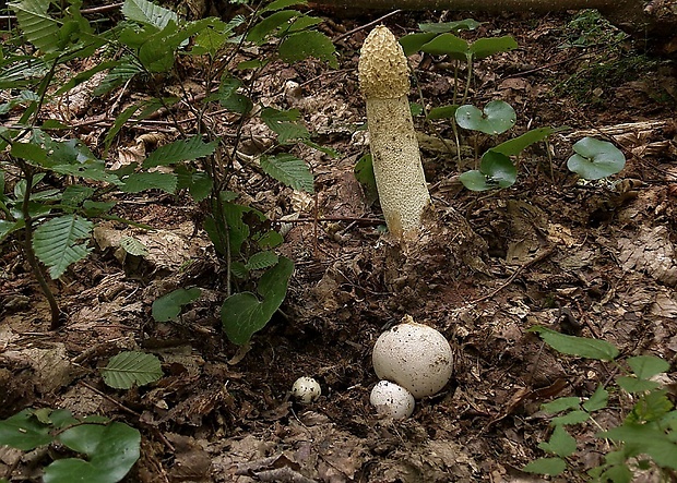 hadovka smradľavá Phallus impudicus L.