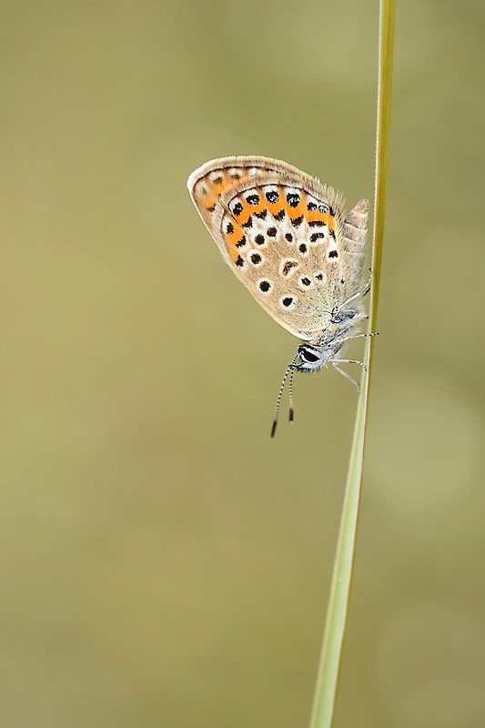 modráčik čiernoobrúbený Plebejus argus