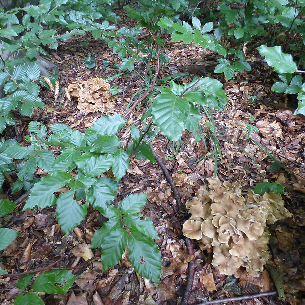 trúdnik klobúčkatý Polyporus umbellatus (Pers.) Fr.