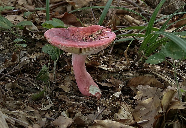 plávka Russula sp.