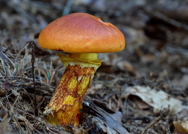 masliak smrekovcový Suillus grevillei (Klotzsch) Singer