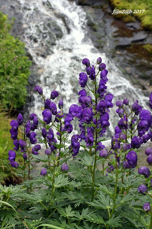 prilbica tuhá Aconitum firmum Rchb.