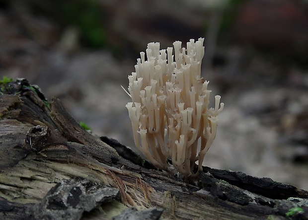 korunovec svietnikovitý Artomyces pyxidatus (Pers.) Jülich