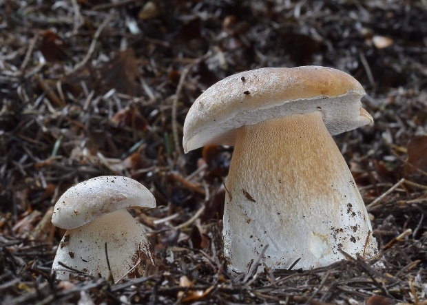 hríb smrekový Boletus edulis Bull.