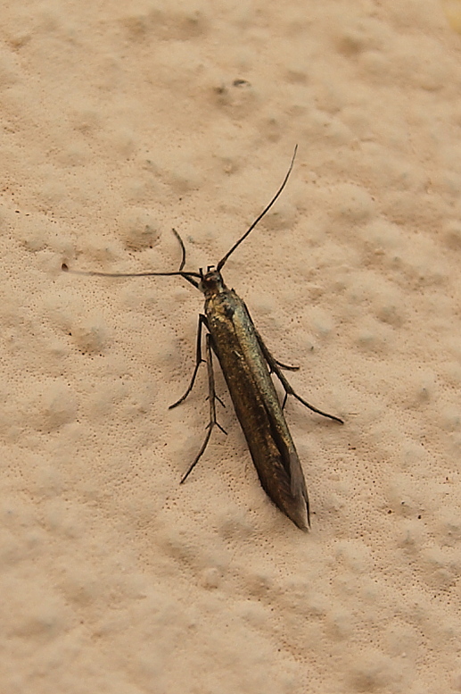 rúrkovček bodliakový Coleophora alcyonipennella