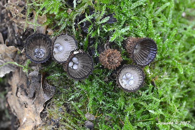 čiaškovec pásikavý Cyathus striatus (Huds.) Willd.