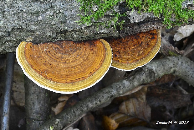 sieťkovček červenkastý Daedaleopsis confragosa (Bolton) J. Schröt.