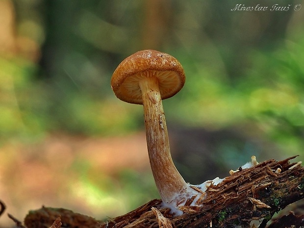 šupinovec prsteňový Gymnopilus hybridus (Gillet) Maire