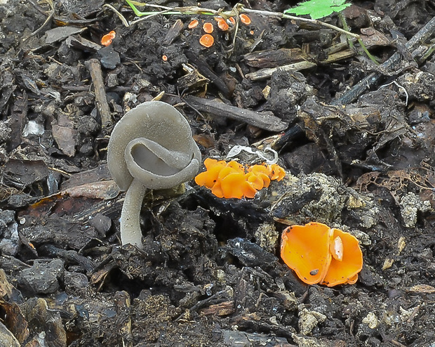 chriapač sedlovitý Helvella ephippium Lév.