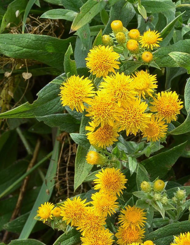 oman nemecký Inula germanica L.