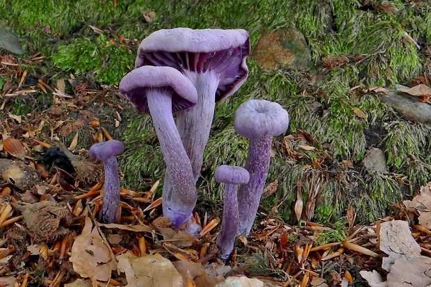 lakovka ametystová Laccaria amethystina (Huds.) Cooke