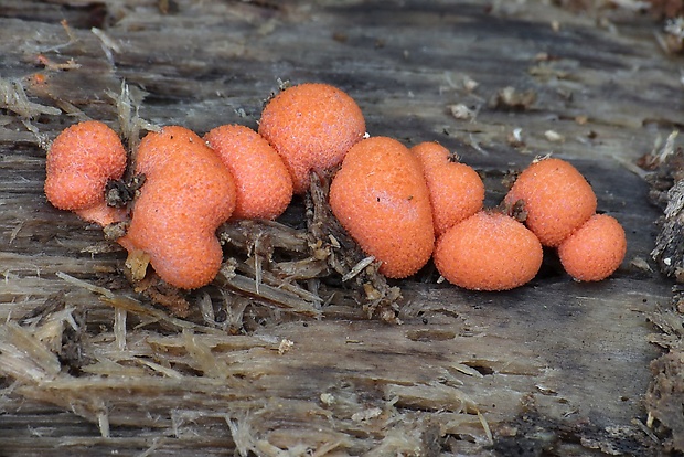 vlčinka Lycogala sp.