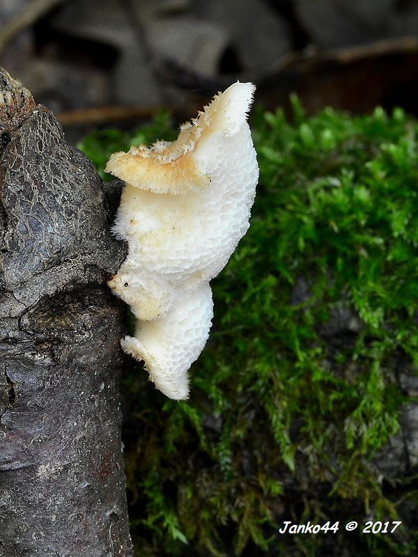 trúdnik veľkopórový Neofavolus alveolaris (DC.) Sotome & T. Hatt.