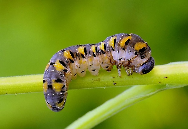 piliarka Tenthredo mandibulari