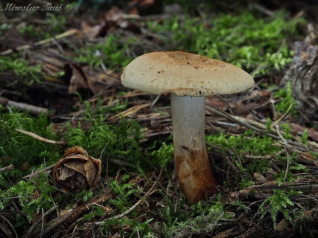 čírovka smrekovcová Tricholoma psammopus (Kalchbr.) Quél.