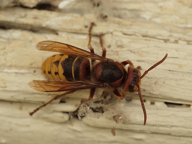 sršeň obyčajný Vespa crabro