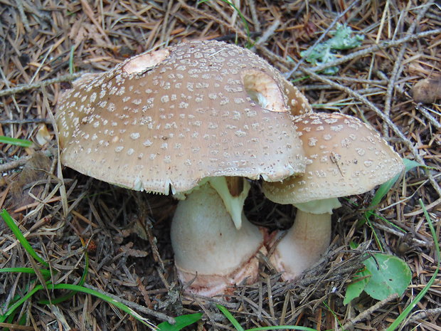 muchotrávka červenkastá Amanita rubescens Pers.