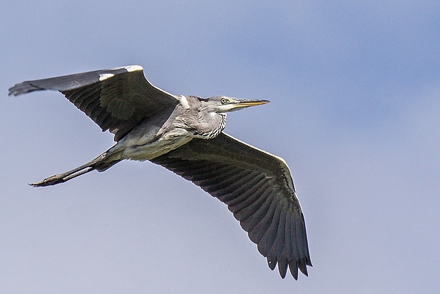 volavka popolavá  Ardea cinerea