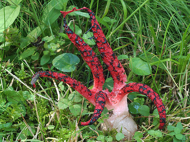 mrežovka kvetovitá Clathrus archeri (Berk.) Dring