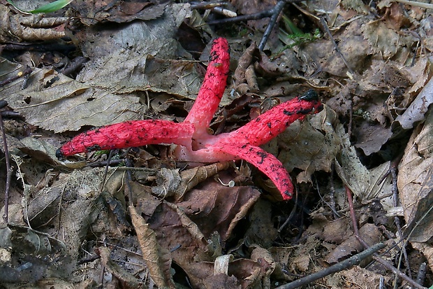 mrežovka kvetovitá Clathrus archeri (Berk.) Dring